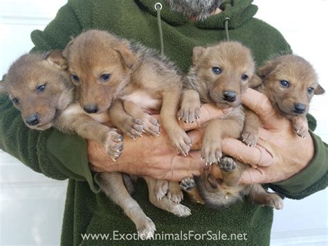 <b>Coyote</b>-<b>dog</b> hybrids can occur in the wild, usually in. . Coyote pups for sale